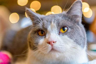 《肖普叔叔的飞船店》2024年发售 登陆PC与主机平台