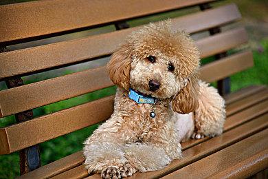 Telltale表示《与狼同行2》项目并未被取消